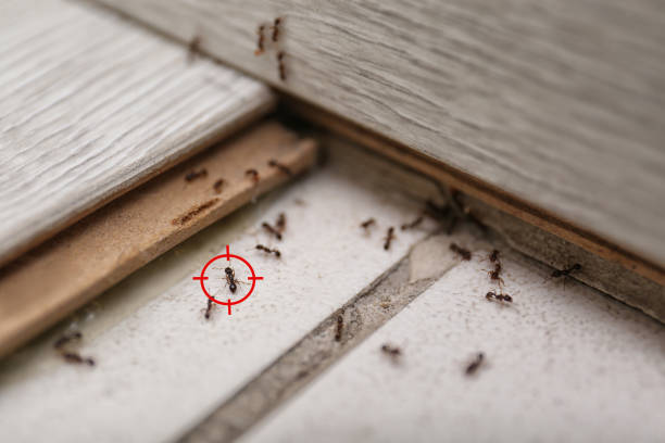 Best Pest Control Near Me  in Tye, TX