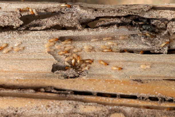 Best Emergency Pest Control  in Tye, TX